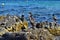 Group of mediterranean shag halacrocorax aristotelis desmarestii in summer standing on a rock
