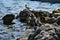 Group of mediterranean shag halacrocorax aristotelis desmarestii in summer standing on a rock