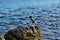 Group of mediterranean shag halacrocorax aristotelis desmarestii in summer standing on a rock