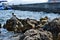 Group of mediterranean shag halacrocorax aristotelis desmarestii in summer standing on a rock