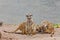 A group of meerkat