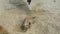 Group of meerkat Suricata suricatta digging in the sand