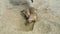 Group of meerkat Suricata suricatta digging in the sand