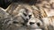Group of meerkat (Suricata suricatta) sleeping on the timber, close up view in HD