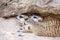 Group of meerkat (Suricata suricatta) sleeping under the timber