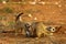 Group of Meerkat Suricata suricatta Timon fightning in Kalahari desert  on red sand close to burrow