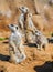 Group of meerkats