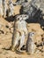 Group of meerkats