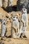 Group of meerkats