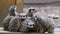 Group of Meerkats in enclosure in 0UK wildlife park.