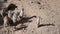 Group of meerkats funny suricates