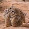 Group of meerkats hugging