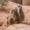 Group of meerkats hugging