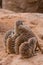 Group of meerkats hugging