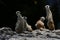 A group of meerkats are playing together.