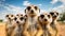 Group of Meerkats Standing and Looking Attentively