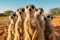 Group of meerkats standing upright and looking. Generative AI