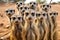 Group of meerkats standing upright and looking. Generative AI