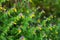 Group of melampyrum nemorosum, cow-wheat herb, flower. Czech republic