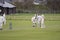 A group of men are enjoying playing cricket