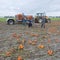 Group of men harvest orange pumpkins on field in the province of groningen in the netherlands