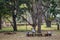 A group of men relaxing on the park benches of the Lalbagh Botanical Gardens in the