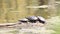 A group of midland painted turtles basking on a log in Ontario Canada.