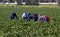 A group of migrant workers picking strawberries  in a field