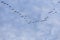 Group of migrating geese birds