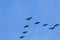 Group of migrating geese birds