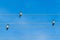 A group of migrating swallows sitting on electric wires.