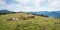 Group of milker cows at Hirschhornlkopf mountain, upper bavaria