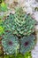 Group of Miniature Succulent Cactus Plant in Stones in Garden.