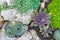 Group of Miniature Succulent Cactus Plant in Stones in Garden.