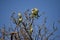 group of monk parakeet (myiopsitta monachus), or quaker parrot, in a tree