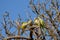 group of monk parakeet (myiopsitta monachus), or quaker parrot, in a tree