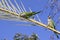 The group of monk parakeets on the date palm