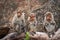 Group of Monkey waiting for food