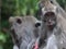 Group of monkeys in forest - Ubud, Bali