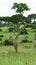 Group of monkeys resting on a big tree on the savanna background in the park Murchison Falls