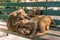 A group of monkeys on a street bench on the streets of Kathmandu in Nepal