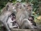 Group of monkeys with two young feeding from mothers in Ubud Forest, Bali, Indonesia