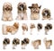 Group montage of shih Tzu, 3 years old