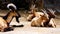 Group of Montecristo goats Capra hircus ruminate in their enclosure. The breed lives in the wild on the Tuscan island of Montecr