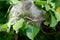 Group of moth caterpillars in their nest on a green leaves of a bush.