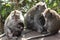 Group of mother monkeys and baby monkey in hands of mother, Bali