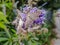 Group of moths of light resting on a purple flower