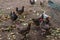 Group of motley village hens, in the yard for a walk