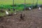 Group of motley village hens, in the yard for a walk