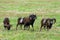 Group of Mouflon sheep in a green field